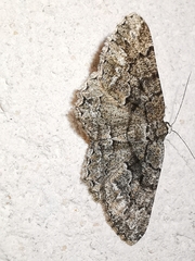 Peribatodes ilicaria