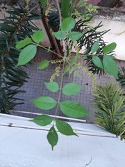 Lannea coromandelica