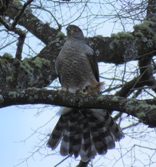 Accipiter chilensis
