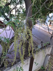 Lannea coromandelica