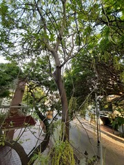 Lannea coromandelica