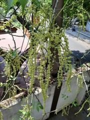 Lannea coromandelica