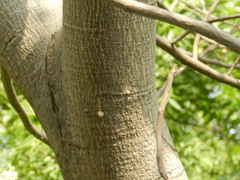 Lannea coromandelica