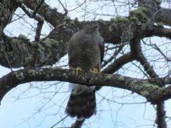 Accipiter chilensis