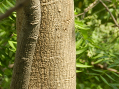 Lannea coromandelica