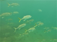 Caranx caninus