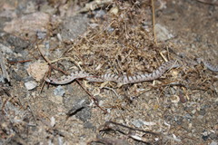 Arizona elegans candida