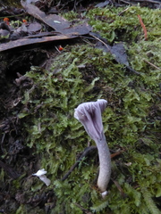 Hygrocybe reesiae
