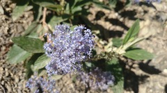 Ceanothus caeruleus