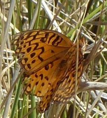Speyeria aphrodite