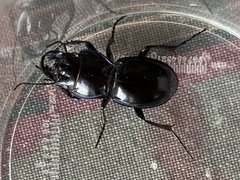 Pasimachus elongatus