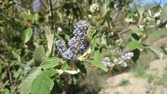 Ceanothus caeruleus