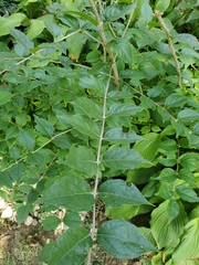 Lonicera maackii