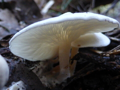 Clitocybe semiocculta