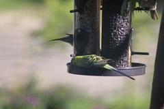 Melopsittacus undulatus domesticus