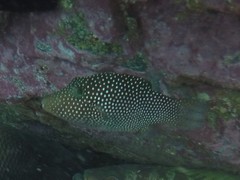 Canthigaster punctatissima