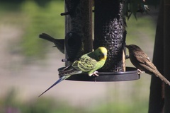Melopsittacus undulatus domesticus
