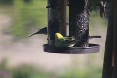 Melopsittacus undulatus domesticus