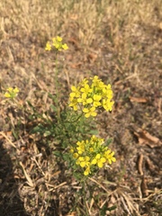 Sisymbrium