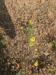 Sisymbrium