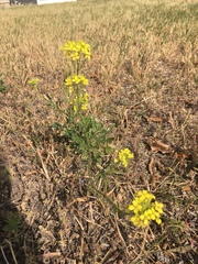 Sisymbrium