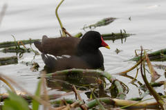 Gallinula chloropus