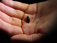 Chrysobothris octocola