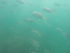 Caranx caninus