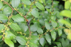 Ziziphus oenopolia