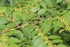 Ziziphus oenopolia