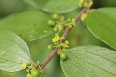 Ziziphus oenopolia