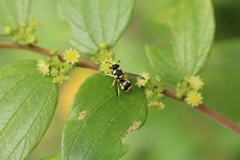 Ziziphus oenopolia