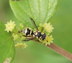 Ziziphus oenopolia