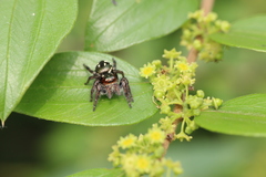 Ziziphus oenopolia