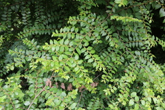 Ziziphus oenopolia