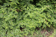 Ziziphus oenopolia