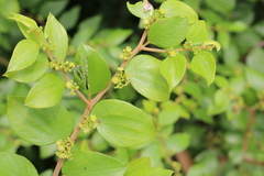 Ziziphus oenopolia