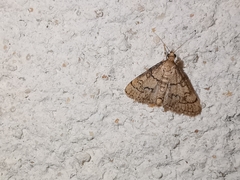 Metasia ophialis