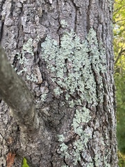 Flavoparmelia caperata