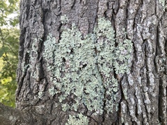 Flavoparmelia caperata