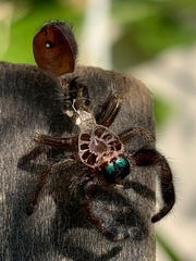 Phidippus audax