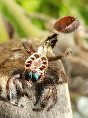Phidippus audax
