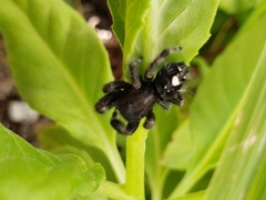 Phidippus audax