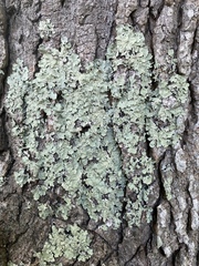 Flavoparmelia caperata