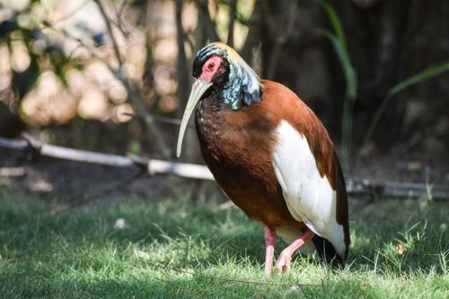 Madagascar Ibis