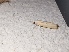 Xanthocrambus saxonellus