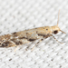 Conifer Needleminer - Photo (c) Tom Murray, some rights reserved (CC BY-NC), uploaded by Tom Murray