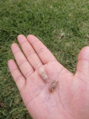 Sinistrofulgur perversum