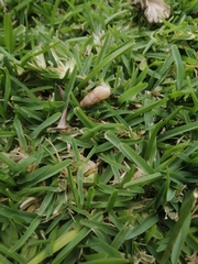 Sinistrofulgur perversum