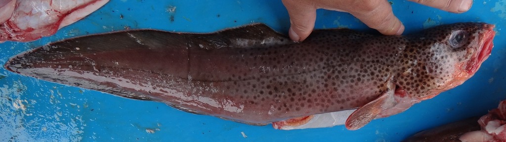 Fore-Spotted Brotula